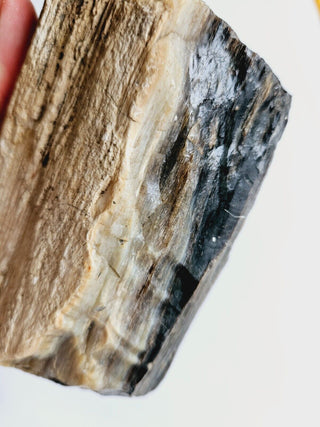 Petrified Opalised Wood Tree Trunk Genuine Gems Gemstone Rare Specimen 926gm G1