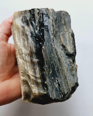 Petrified Opalised Wood Tree Trunk Genuine Gems Gemstone Rare Specimen 926gm G1