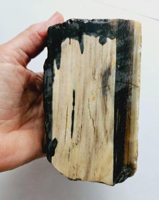 Petrified Opalised Wood Tree Trunk Genuine Gems Gemstone Rare Specimen 926gm G1
