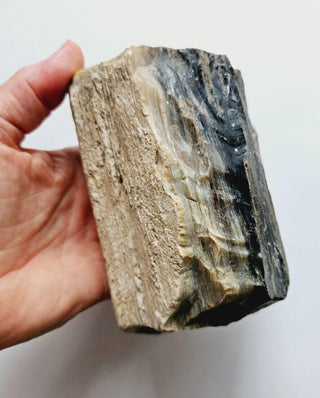 Petrified Opalised Wood Tree Trunk Genuine Gems Gemstone Rare Specimen 926gm G1