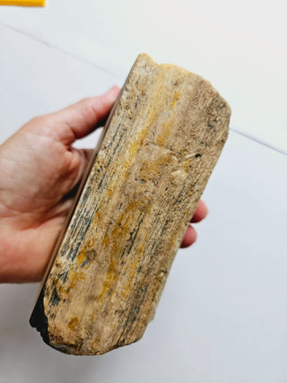 Petrified Opalised Wood Tree Trunk Genuine Gems Gemstone Rare Specimen 926gm G1