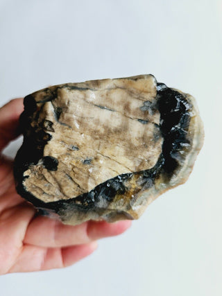 Petrified Opalised Wood Tree Trunk Genuine Gems Gemstone Rare Specimen 926gm G1