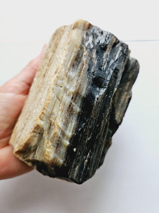 Petrified Opalised Wood Tree Trunk Genuine Gems Gemstone Rare Specimen 926gm G1