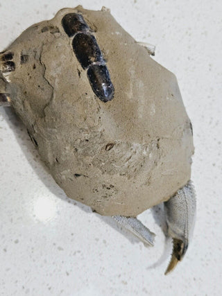 Thalassina Squamifera Fossil Mud Lobster Scorpion, Aust Genuine Gemstone 567g H1