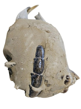 Thalassina Squamifera Fossil Mud Lobster Scorpion, Aust Genuine Gemstone 567g H1