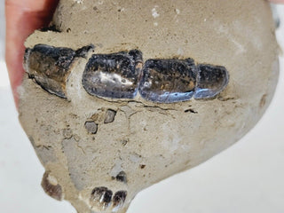 Thalassina Squamifera Fossil Mud Lobster Scorpion, Aust Genuine Gemstone 567g H1