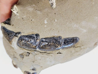 Thalassina Squamifera Fossil Mud Lobster Scorpion, Aust Genuine Gemstone 567g H1