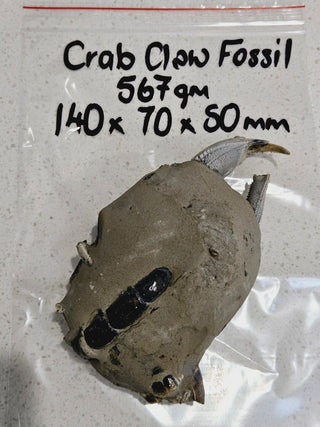 Thalassina Squamifera Fossil Mud Lobster Scorpion, Aust Genuine Gemstone 567g H1