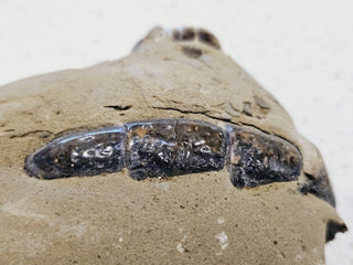 Thalassina Squamifera Fossil Mud Lobster Scorpion, Aust Genuine Gemstone 567g H1
