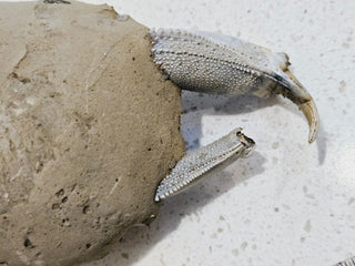 Thalassina Squamifera Fossil Mud Lobster Scorpion, Aust Genuine Gemstone 567g H1