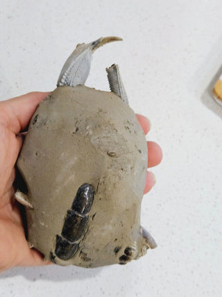 Thalassina Squamifera Fossil Mud Lobster Scorpion, Aust Genuine Gemstone 567g H1