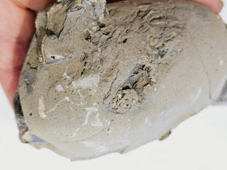 Thalassina Squamifera Fossil Mud Lobster Scorpion, Aust Genuine Gemstone 567g H1