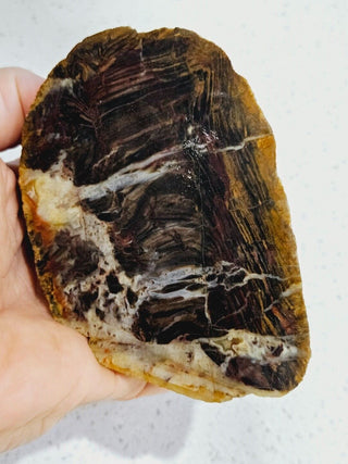 Opalised Petrified Wood Specimen Genuine Gems Gemstone 494gms Partly Polished H1