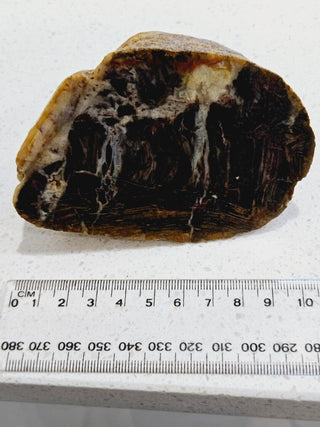 Opalised Petrified Wood Specimen Genuine Gems Gemstone 494gms Partly Polished H1
