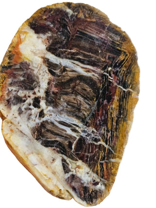 Opalised Petrified Wood Specimen Genuine Gems Gemstone 494gms Partly Polished H1