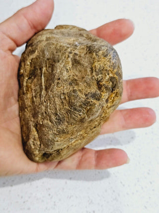 Opalised Petrified Wood Specimen Genuine Gems Gemstone 494gms Partly Polished H1