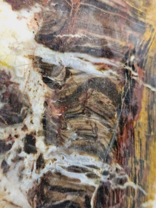 Opalised Petrified Wood Specimen Genuine Gems Gemstone 494gms Partly Polished H1