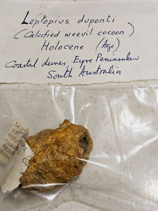Leptopius Duponti Fossilised Weevil Cocoon Genuine Fossil Specimen • A True Treasure of Ancient Nature H1