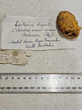 Leptopius Duponti Fossilised Weevil Cocoon Genuine Fossil Specimen • A True Treasure of Ancient Nature H1