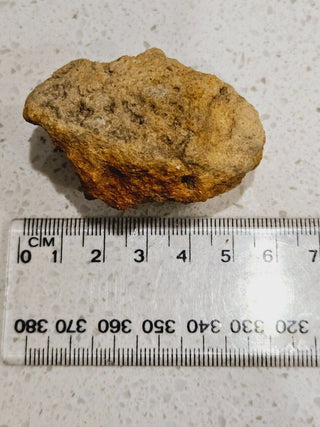 Leptopius Duponti Fossilised Weevil Cocoon Genuine Fossil Specimen • A True Treasure of Ancient Nature H1