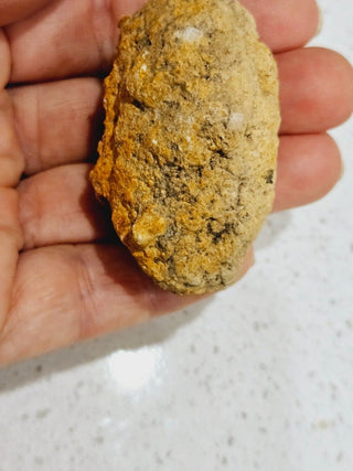 Leptopius Duponti Fossilised Weevil Cocoon Genuine Fossil Specimen • A True Treasure of Ancient Nature H1