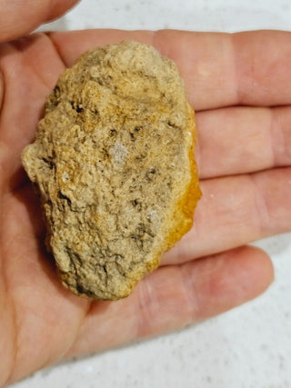 Leptopius Duponti Fossilised Weevil Cocoon Genuine Fossil Specimen • A True Treasure of Ancient Nature H1