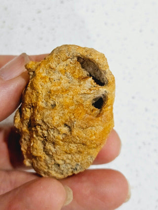 Leptopius Duponti Fossilised Weevil Cocoon Genuine Fossil Specimen • A True Treasure of Ancient Nature H1