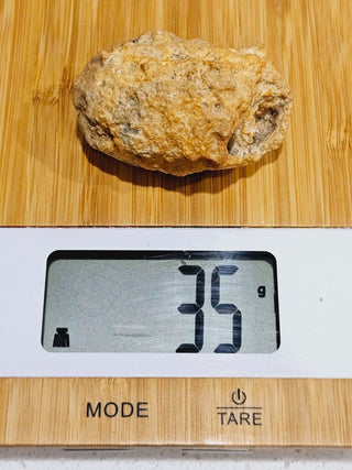Leptopius Duponti Fossilised Weevil Cocoon Genuine Fossil Specimen • A True Treasure of Ancient Nature H1