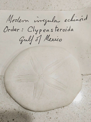Echinoid Clypeasteroida Sand Dollar Fossil Perfect Specimen Gulf of Mexico 40g H1