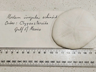 Echinoid Clypeasteroida Sand Dollar Fossil Perfect Specimen Gulf of Mexico 40g H1