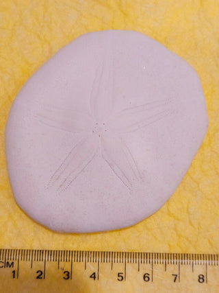Echinoid Clypeasteroida Sand Dollar Fossil Perfect Specimen Gulf of Mexico 40g H1