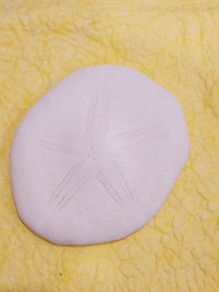 Echinoid Clypeasteroida Sand Dollar Fossil Perfect Specimen Gulf of Mexico 40g H1