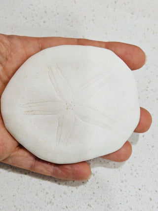 Echinoid Clypeasteroida Sand Dollar Fossil Perfect Specimen Gulf of Mexico 40g H1