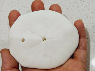 Echinoid Clypeasteroida Sand Dollar Fossil Perfect Specimen Gulf of Mexico 40g H1
