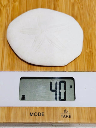 Echinoid Clypeasteroida Sand Dollar Fossil Perfect Specimen Gulf of Mexico 40g H1