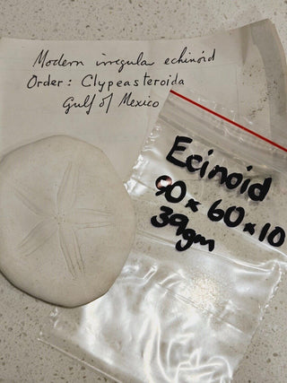 Echinoid Clypeasteroida Sand Dollar Fossil Perfect Specimen Gulf of Mexico 40g H1