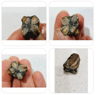 Chiastolite Jerusalem Cross Specimen Genuine Gems Gemstone 14gm H1