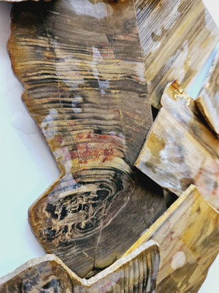 Petrified Wood Thin Sliced Specimens 200g Australian Chinchilla Natural Gem Rough