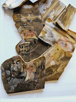 Petrified Wood Thin Sliced Specimens 200g Australian Chinchilla Natural Gem Rough