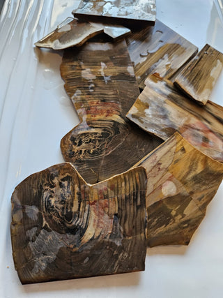 Petrified Wood Thin Sliced Specimens 200g Australian Chinchilla Natural Gem Rough