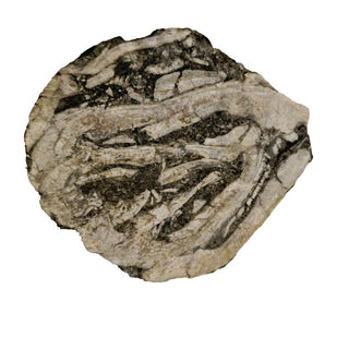 Brecciated Fossil Specimen Rare Unidentified Colonial Pattern 23g 40x35x15mm G2