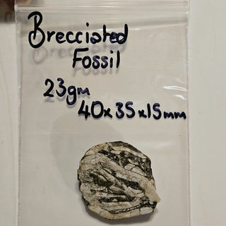 Brecciated Fossil Specimen Rare Unidentified Colonial Pattern 23g 40x35x15mm G2