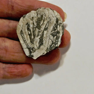 Brecciated Fossil Specimen Rare Unidentified Colonial Pattern 23g 40x35x15mm G2