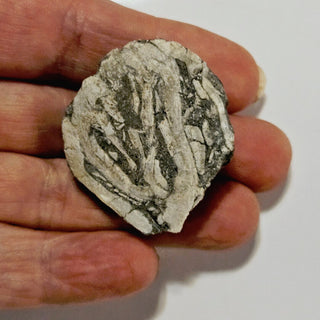 Brecciated Fossil Specimen Rare Unidentified Colonial Pattern 23g 40x35x15mm G2