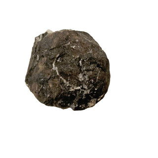 Brecciated Fossil Specimen Rare Unidentified Colonial Pattern 23g 40x35x15mm G2