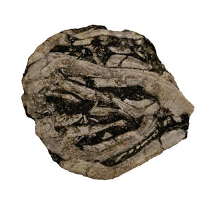 Brecciated Fossil Specimen Rare Unidentified Colonial Pattern 23g 40x35x15mm G2