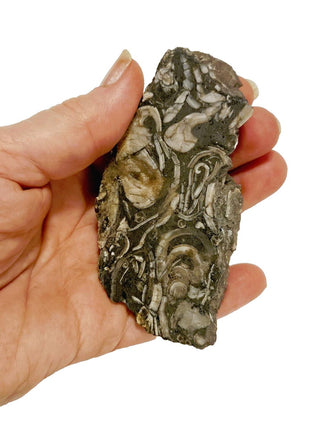 Brecciated Fossil Specimen Genuine Gems Gemstone Extremely rare markings G2