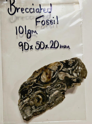 Brecciated Fossil Specimen Genuine Gems Gemstone Extremely rare markings G2