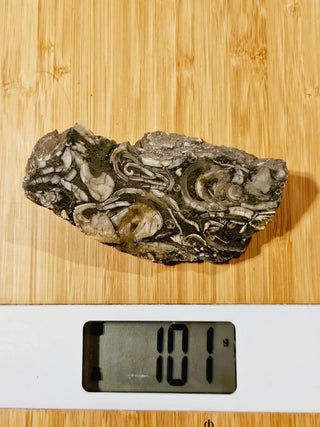 Brecciated Fossil Specimen Genuine Gems Gemstone Extremely rare markings G2