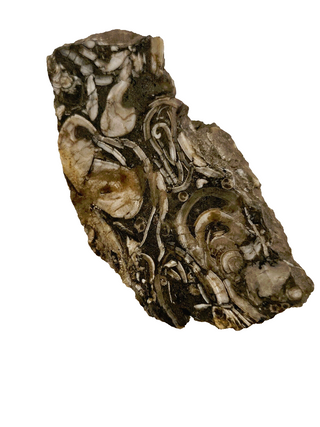 Brecciated Fossil Specimen Genuine Gems Gemstone Extremely rare markings G2